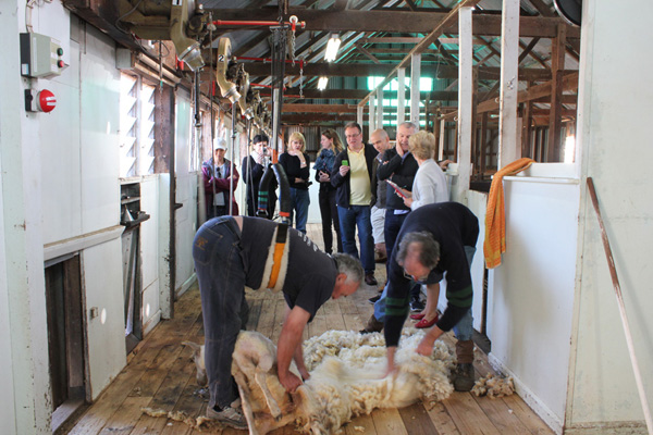 Sheep shearing takes place without resorting to mulesing at Bally Glunin Park